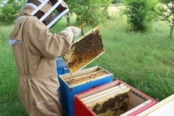 Vente d'essaims d'abeilles sur 6 cadres